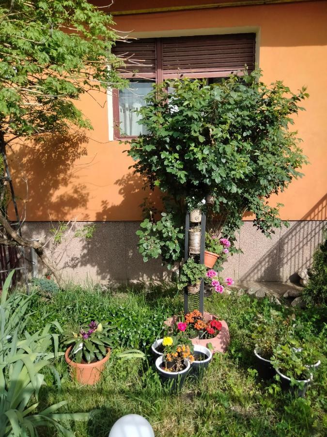 Apartament Cu Terasa La Casa Tina 蒂米什瓦拉 外观 照片